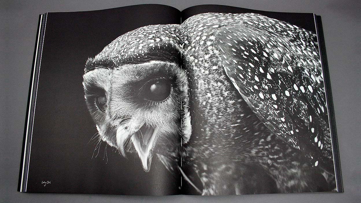 Gary Heery – Bird